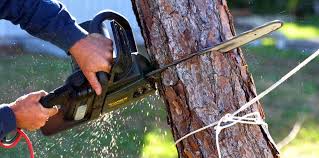 Best Tree Preservation Services  in Piedmont, CA